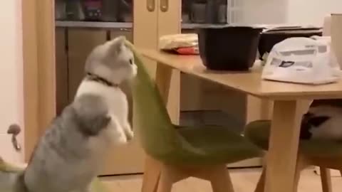 Funny cats