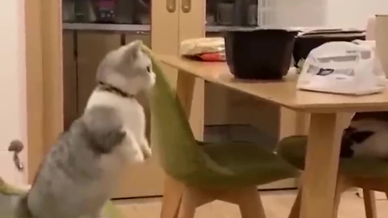 Funny cats