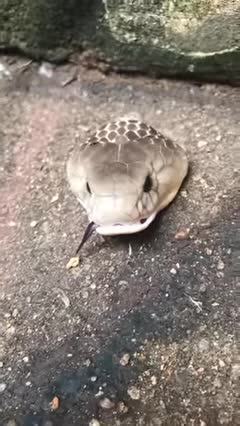 I really afraid of big snak