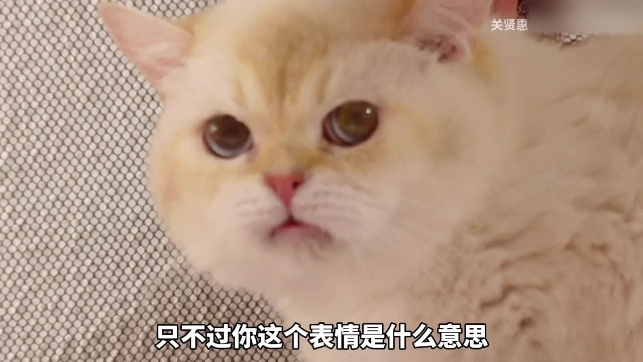 带猫爸爸来看看孩子们，小团子太可爱啦~心都萌化了！