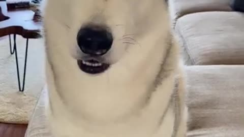 Husky FREAKS OUT When Told He's ADOPTED!