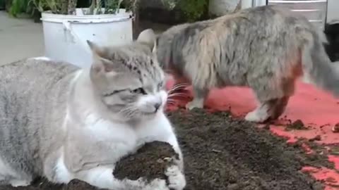 Cat 😺 funny video