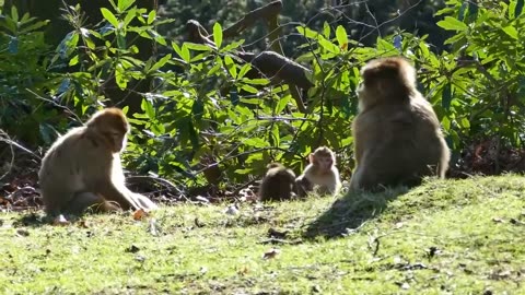 Funny Monkey Moments