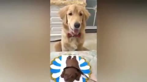 Fun with Cat and Dog | Funny Video