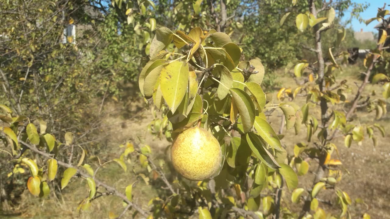 The pears are ripe