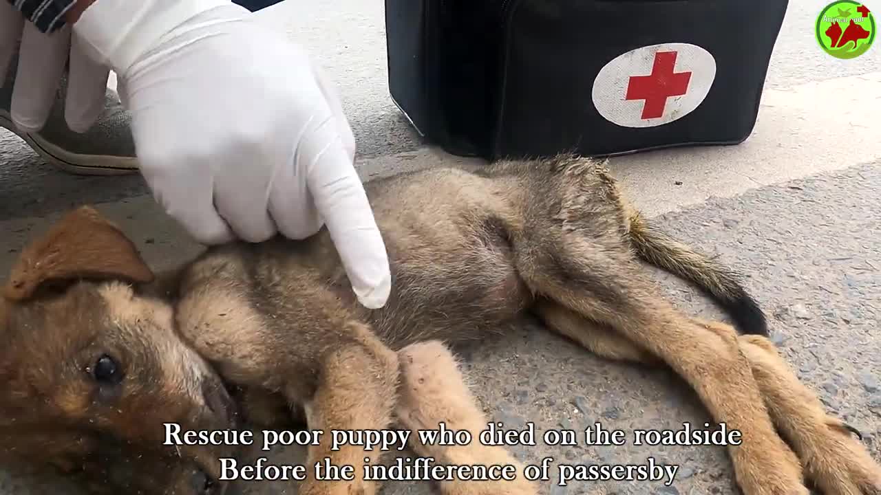 Rescue a dog that was poisoned by the roadside, no one helped the dog until the rescue team arrived