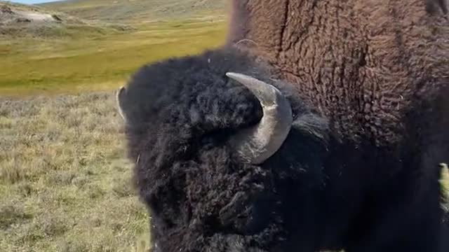 Drove from Texas to Yellowstone to see these