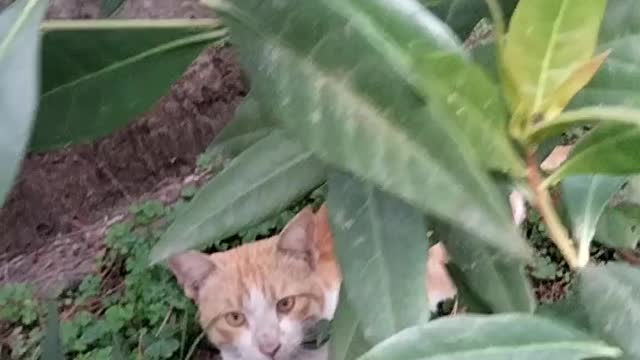 Adorable Cat 🐈 Video By Kingdom of Awais