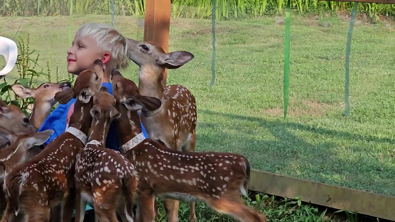 Weird baby deers