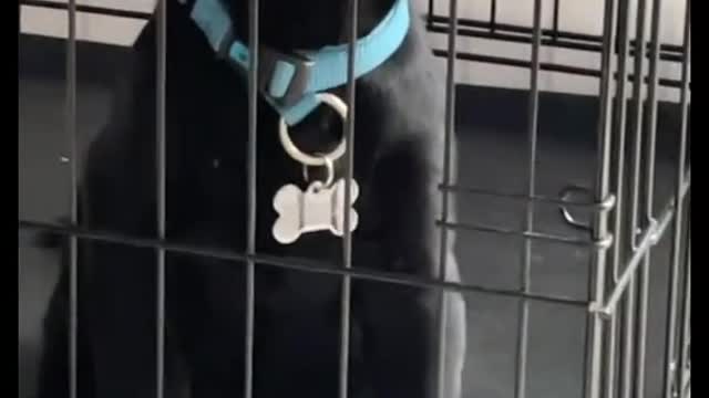 When dad had to leave you in the kennel when you were a pup