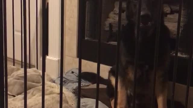 German Shepherd Jealous of Baby