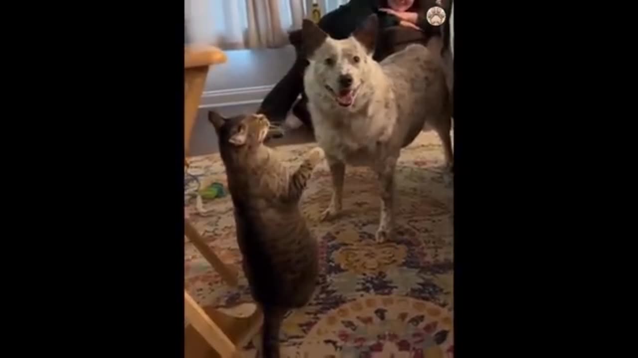 Funny cat videos