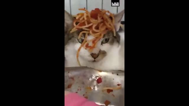 FUNNY WORLD NR.10 - CAT SPAGHETTI!