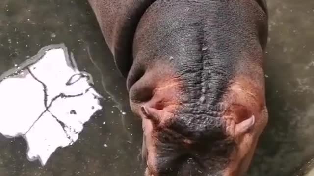 Hippos