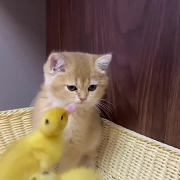 cute pets very very cute The life of ducklings and cute cats. Very interesting