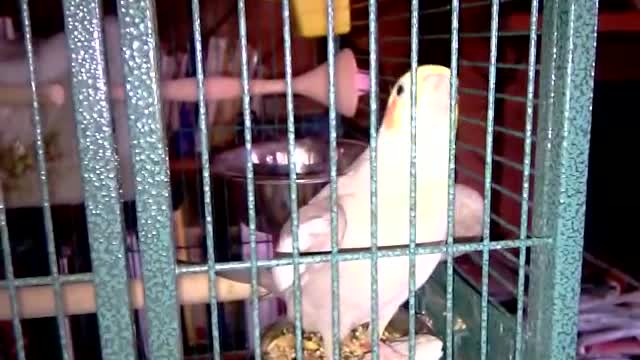 Cockatiel Having Sex Then Whistling " Whistle While You Work"