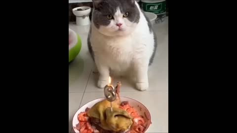 Cats Celebrate Birthday with Friends 🐱🎂🎂