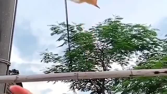 The mouse flies