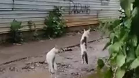 Cute dog and cat fight