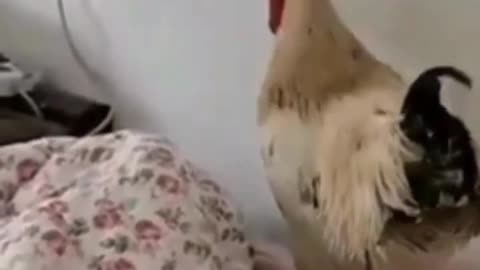 waking up to rooster crowing in bed