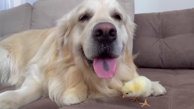 Cute Golden Retriever and Baby Chicks Video