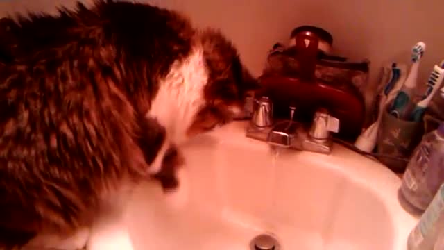 Playing in the sink