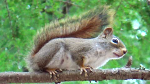 Red Squirrel