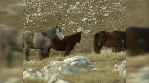 Wild Horses Livno #5