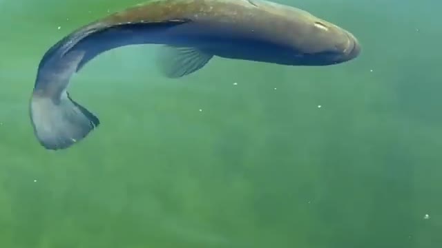 This is a beautiful and charming water-dwelling species