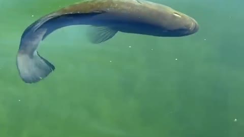 This is a beautiful and charming water-dwelling species