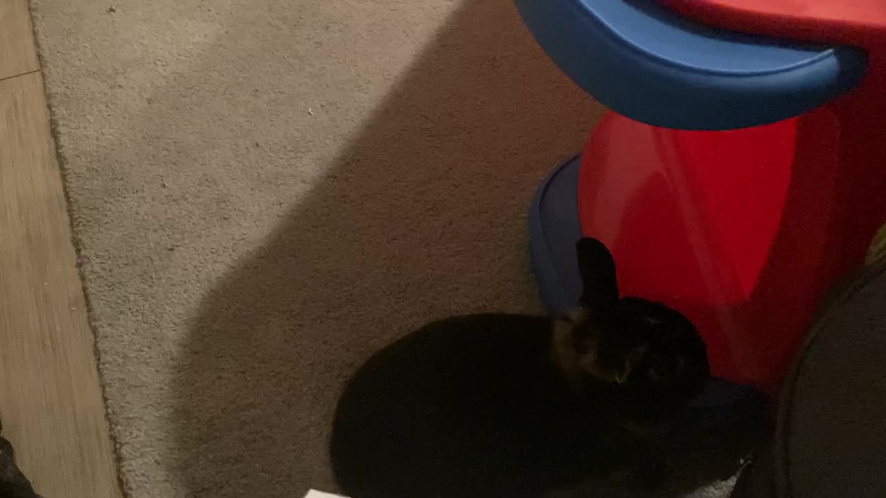 Rabbit Jack Doing Zoomies and Binkying part 1