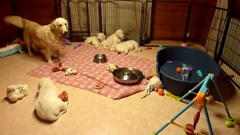 Adorable Golden Retriever Mom and Puppies