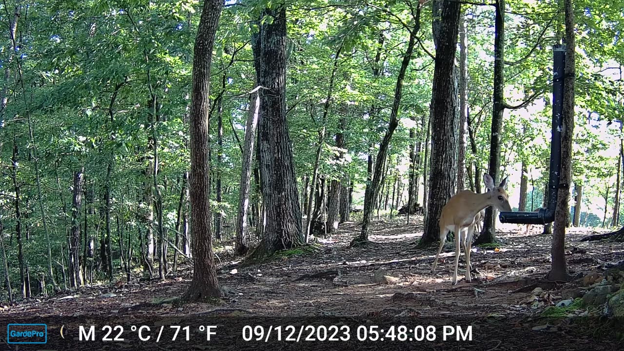 The Woods – 09/13/2023