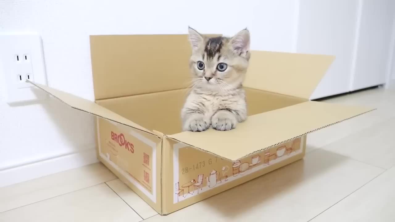 Kitten has found a favorite home