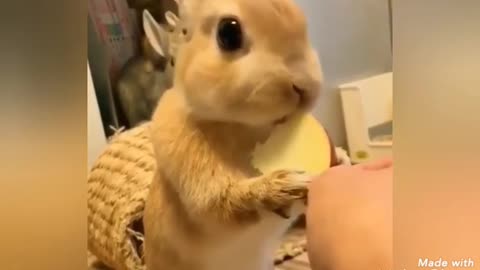 Watch how hungry bunny eats