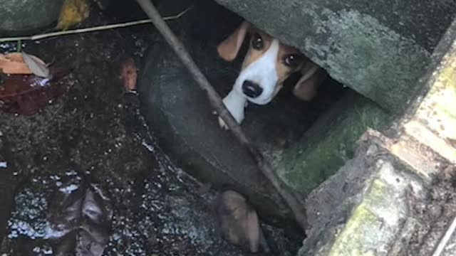 Lost beagle in Sentosa found in drain after 2 days