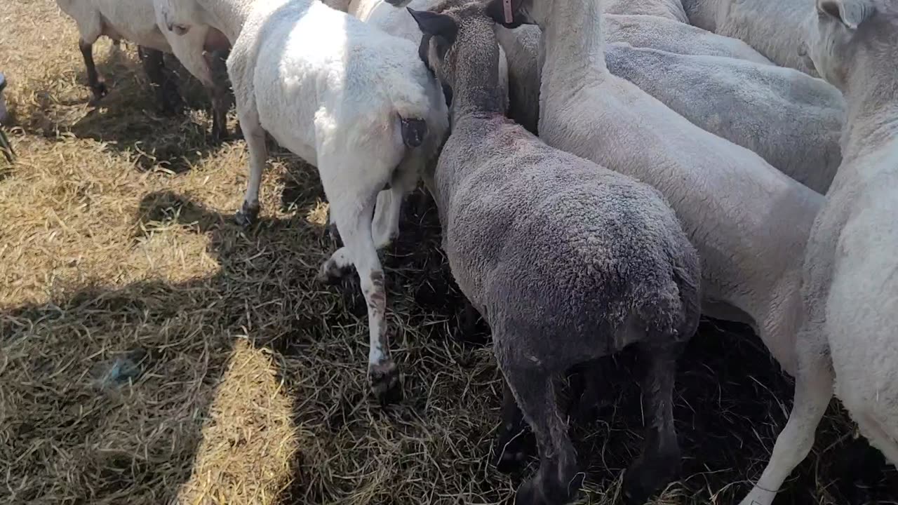 Sheepdog trial: filling the catch pen