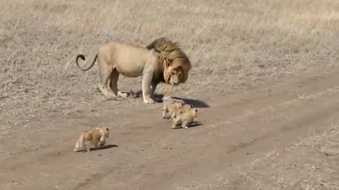 Lion dad tries to ditch his kids,this is amazing