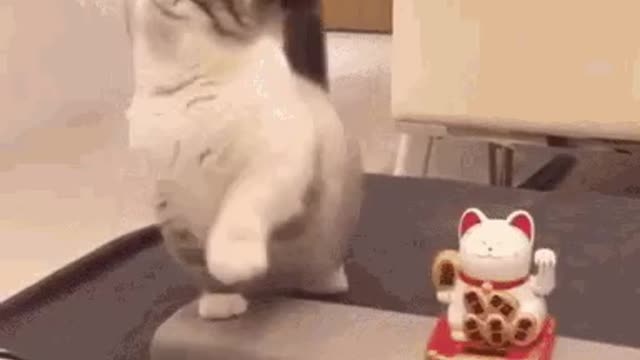 Cute Cat Gif