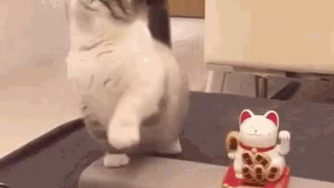Cute Cat Gif