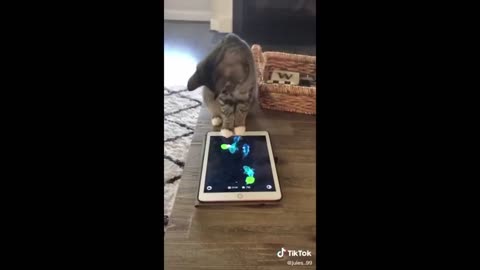 Funny Animals