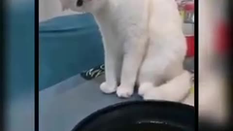 Funny Baby Cats Cute and Funny Video Compilation