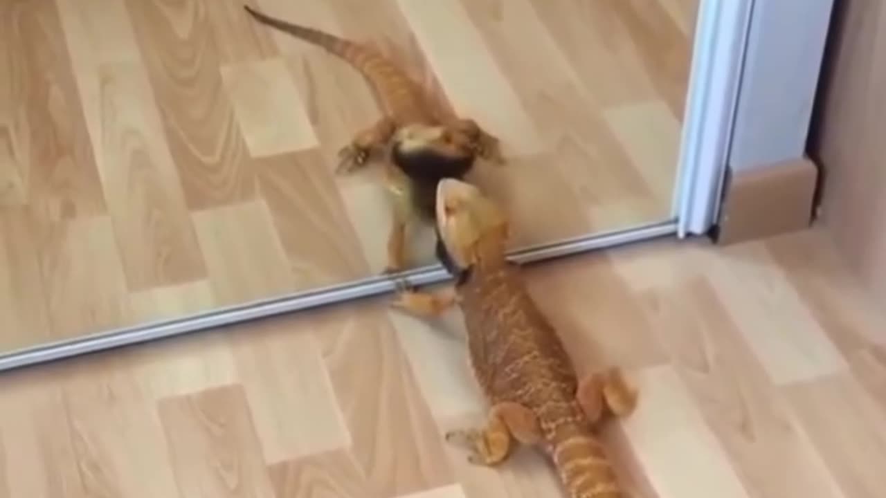 Hilarious Lizard #shorts #shortvideo #video #virals #videoviral