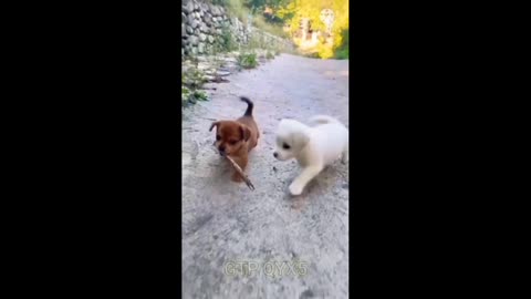 baby cute dogs and funny video