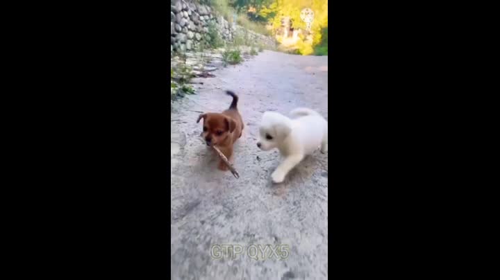 baby cute dogs and funny video