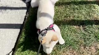 Stubborn Shiba Prefers To Be Pulled