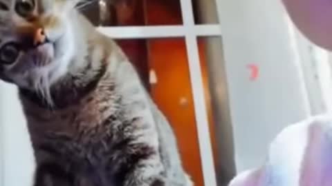Try Not to Laugh 1 Minute Challenge || Cute Funny Cats Video