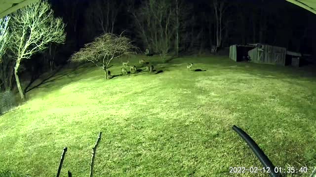 Plenty of Deer