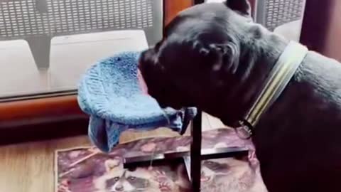 This dog wipes his mouth after drinking water