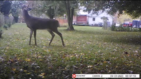 Backyard Trail Cams - 3 Bucks in Back Yard